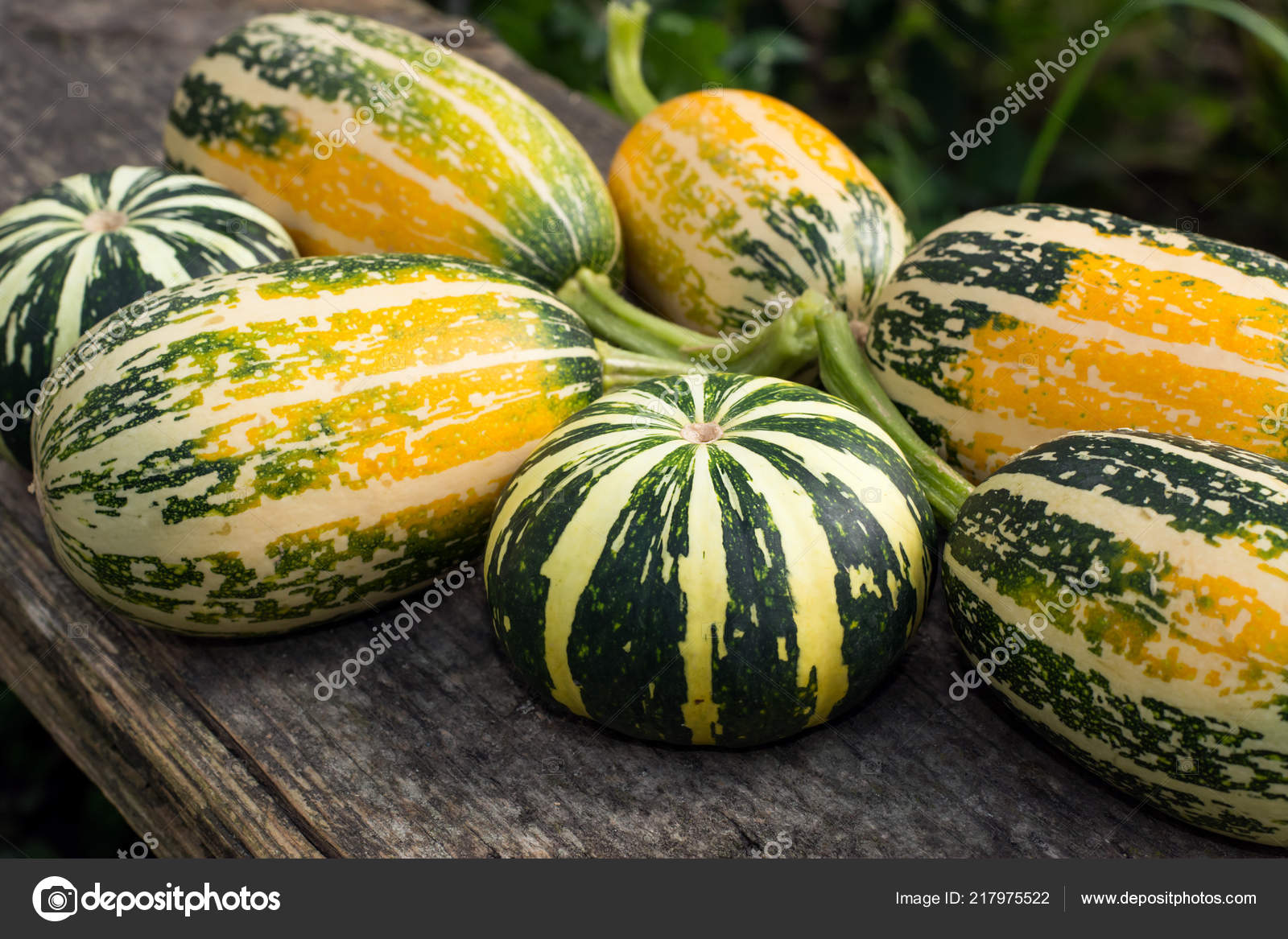 Small Decorative Pumpkins Garden Wooden Bench Decorating Apartment