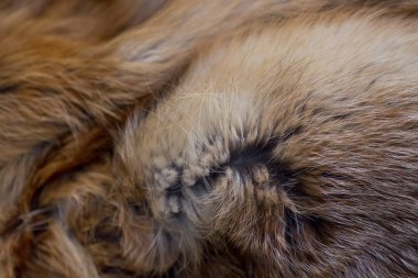 Şık ve lüks Kızıl tilki kürk