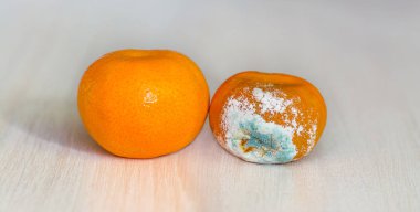 Olgun ve sonraki şımarık için küflü çürümüş sulu mandalina meyvedir