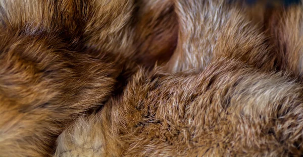 上品で豪華な赤キツネの毛皮 — ストック写真