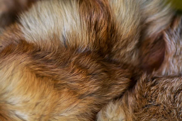 Αριστοκρατικό Και Πολυτελές Κόκκινης Αλεπούς Γούνας — Φωτογραφία Αρχείου