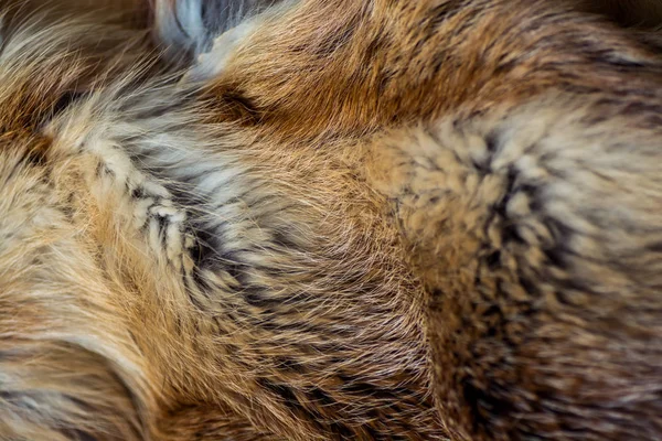 上品で豪華な赤キツネの毛皮 — ストック写真
