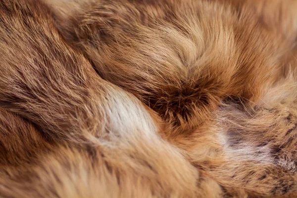 Шикарный Мех Красной Лисы — стоковое фото