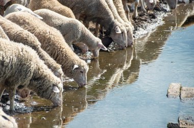 Bir koyun ve koyun sürüsü nehirden su içen suya yansıdı