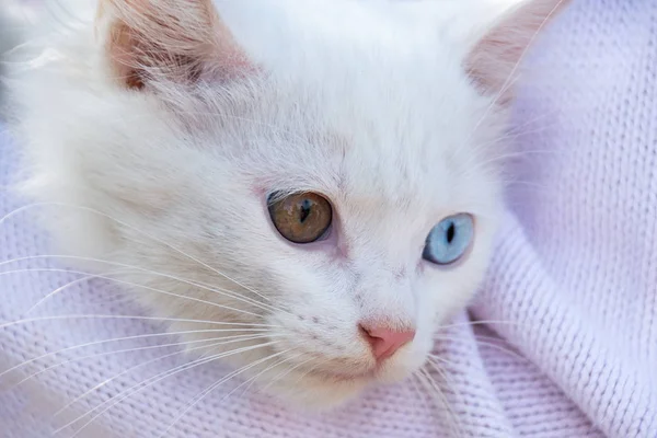 White kitten with different eye color blue and brown
