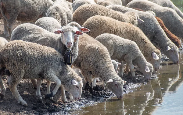 Ram Com Retentor Focinho Pescoço Olha Para Moldura Rega — Fotografia de Stock