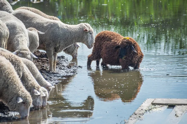 Gregge Pecore Con Una Pecora Bruna Bere Acqua Riflessa — Foto Stock