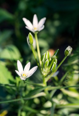 Ormanda beyaz kuşlar çiçek açar.