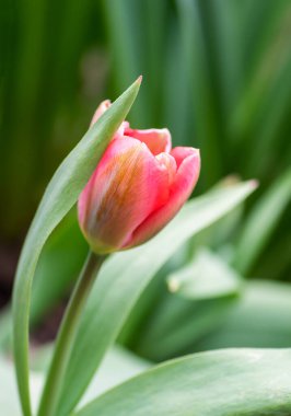 Yumuşak pembe lale Yaprağın arkasında saklanır