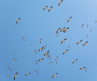 Mavi gökyüzü manzarasında daireler çizen bir pelikan sürüsü.