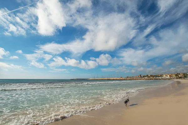 スペインの地中海沿岸の風景海岸犬 — ストック写真