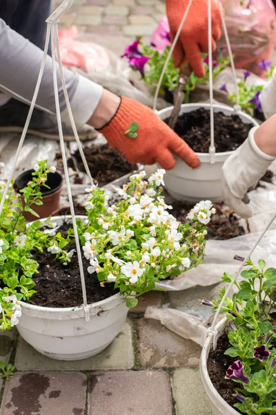 Gardeners in hands transplant flowers in a hanging pot in the garden. Work in an artificial garden in your yard