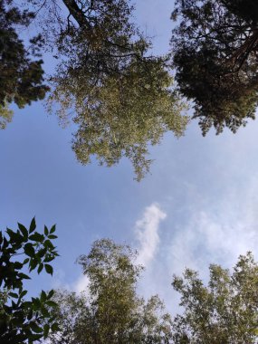 Ağaçlar ve bulutlu gökyüzü