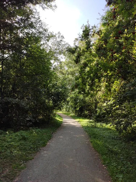 Road Forest — Stock Photo, Image