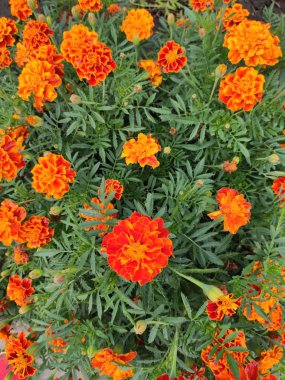 yaz sonunda çiçek açar