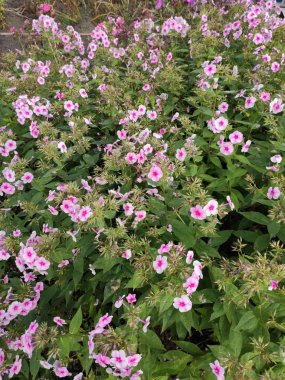 yaz sonunda çiçek açar