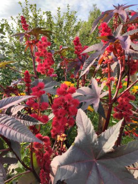 yaz sonunda çiçek açar