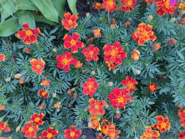 yaz sonunda çiçek açar