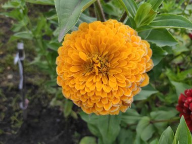 yaz sonunda çiçek açar