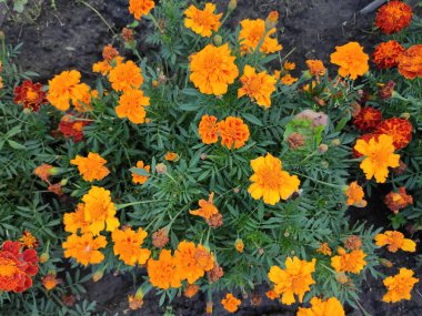 yaz sonunda çiçek açar