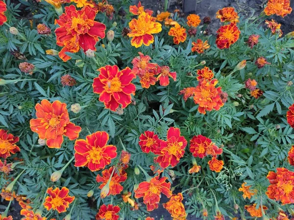 Fioriture Fiori Alla Fine Dell Estate — Foto Stock