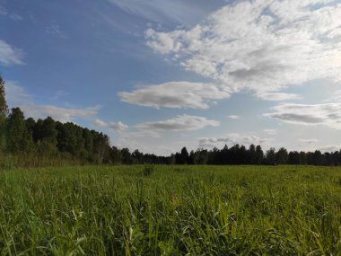 yeşil tarla ve mavi gökyüzü
