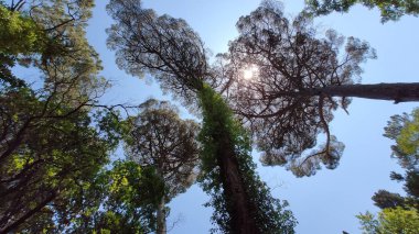 Ağaçlar ve mavi gökyüzü