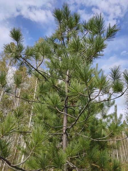 Forêt Verte Ciel Bleu Avec Nuages — Photo