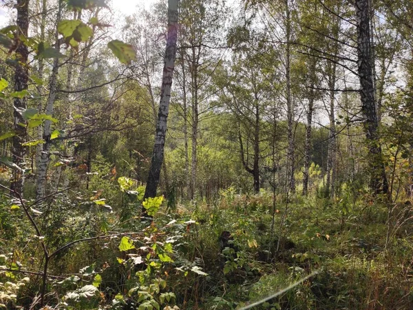 Groen Bos Blauwe Lucht Met Wolken — Stockfoto