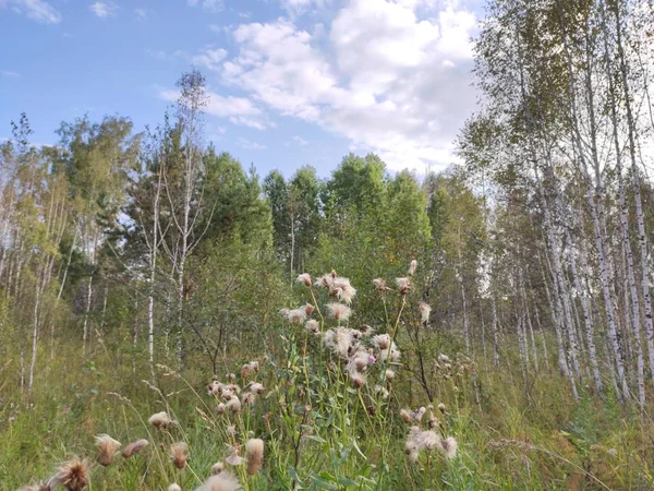 Groen Bos Blauwe Lucht Met Wolken — Stockfoto