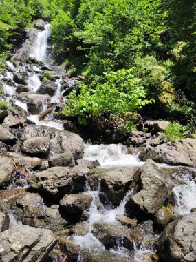 Derin ormanlarda dağ şelalesi