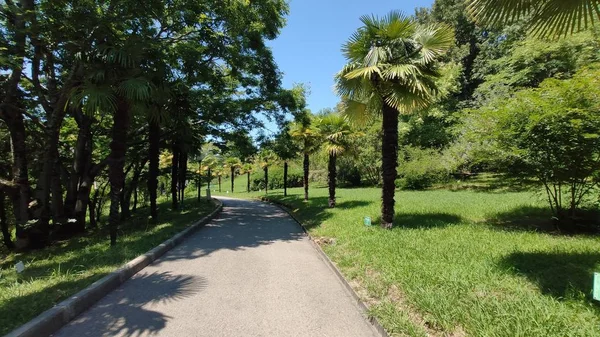 Chemin Dans Parc Vert — Photo