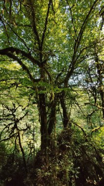 tropikal bir ormanda yeşil ağaçlar