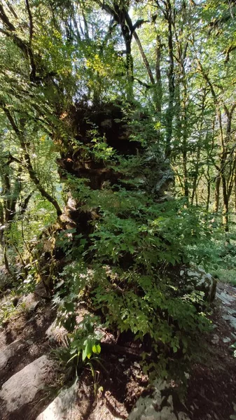 Πράσινα Δέντρα Ένα Τροπικό Δάσος — Φωτογραφία Αρχείου