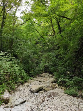 Ormandaki dağ nehri