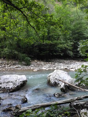 Ormandaki dağ nehri