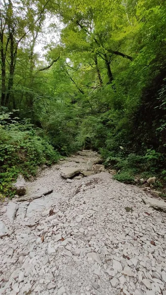 Hegyi Folyó Erdőben — Stock Fotó