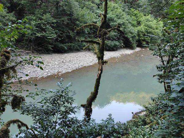 Sungai Pegunungan Hutan — Stok Foto