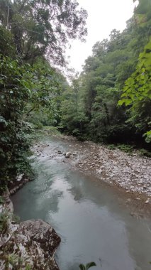 Ormandaki dağ nehri