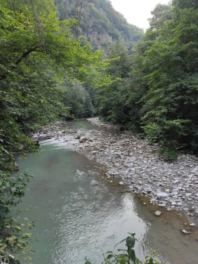 Ormandaki dağ nehri