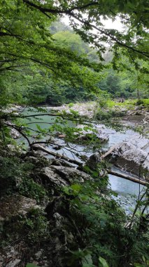 Ormandaki dağ nehri