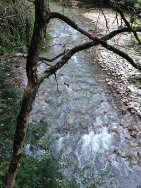 Ormandaki dağ nehri