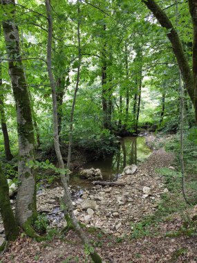 Ormandaki dağ nehri