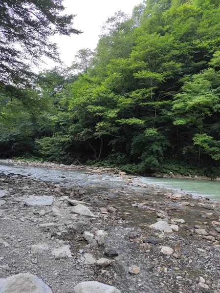 Sungai Pegunungan Hutan — Stok Foto