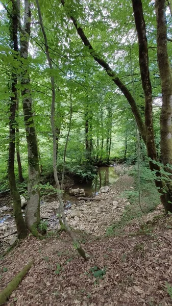 Bergrivier Het Bos — Stockfoto