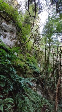 yeşil bir ormanda yüksek uçurum