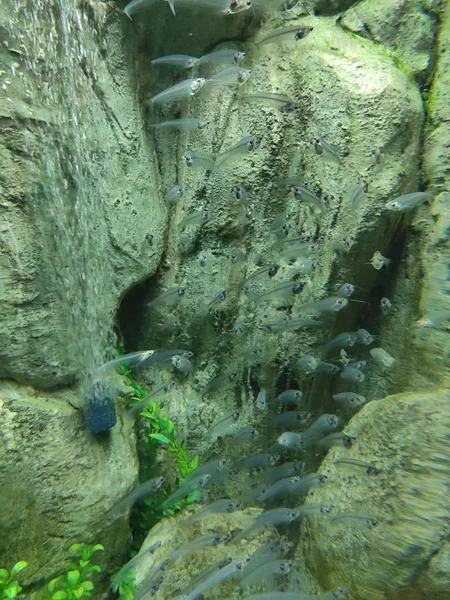 Tropisk Fisk Akvarium — Stockfoto
