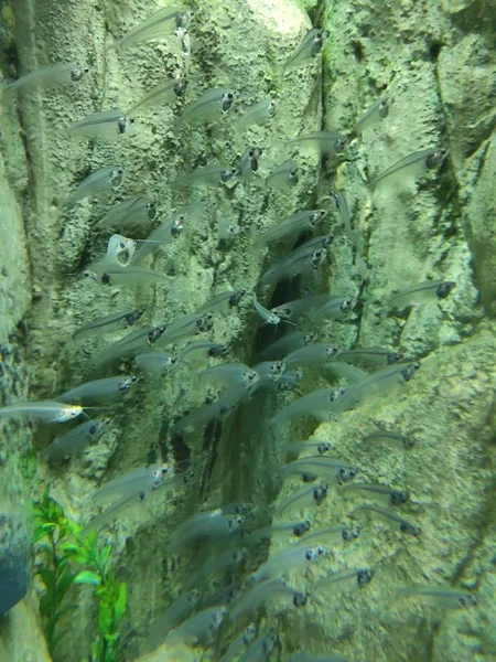 Тропические Рыбы Аквариуме — стоковое фото