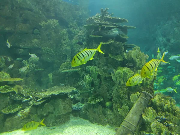 Tropisk Fisk Akvarium — Stockfoto