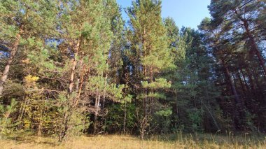 sonbaharda ormanda ağaçlar ve mavi gökyüzü